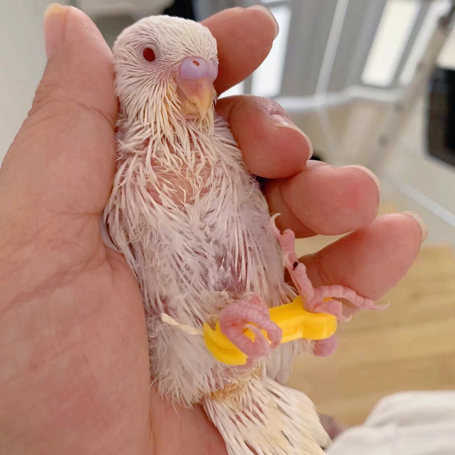 12Pcs 4/5/6mm Pediatric Bird Leg Corrector Nestling‌ Leg Splint Rutin Chicken Budgie Cockatiel Baby Bird Splayed Leg Correction