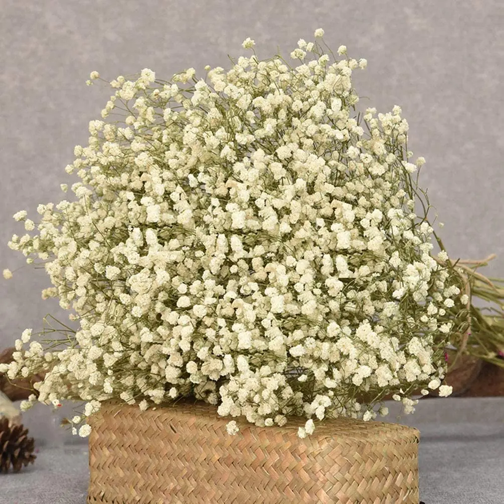 Weiße natürliche getrocknete Gypsophila, Gipskraut, getrocknete Blumen, Gypsophila-Arrangement, Heimdekoration, Hochzeit, Tischdekoration,