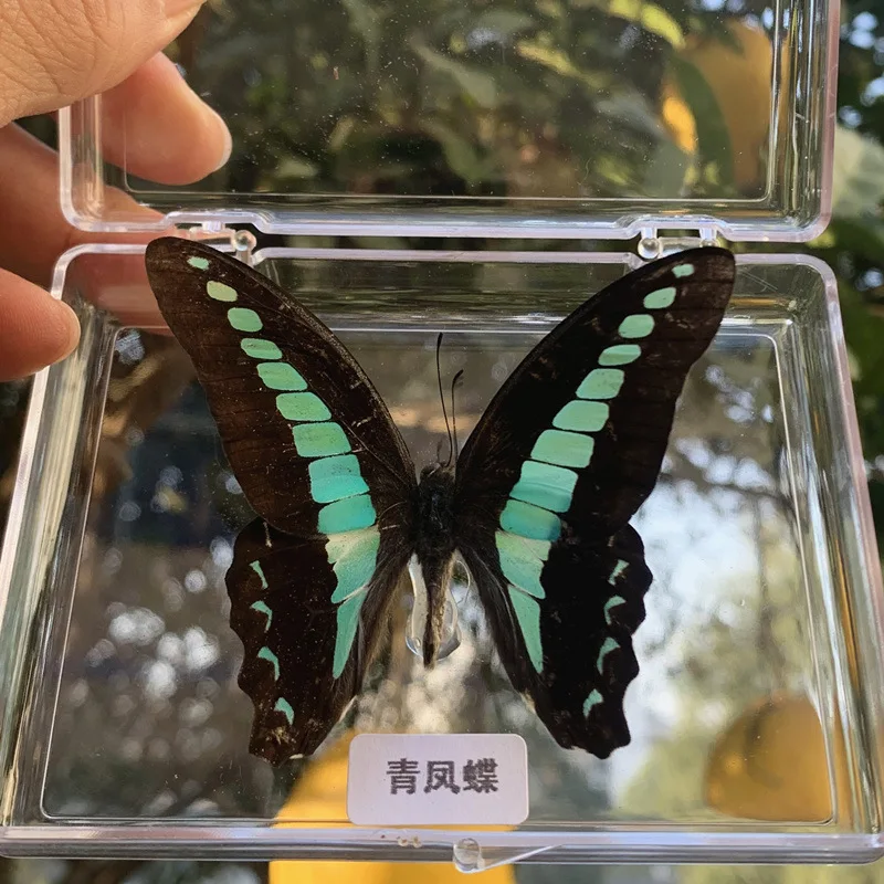 Natural Real Butterfly Specimens Rare And Exquisite Specimens For Home Decoration Display Collection In Teaching Special Gifts image 3