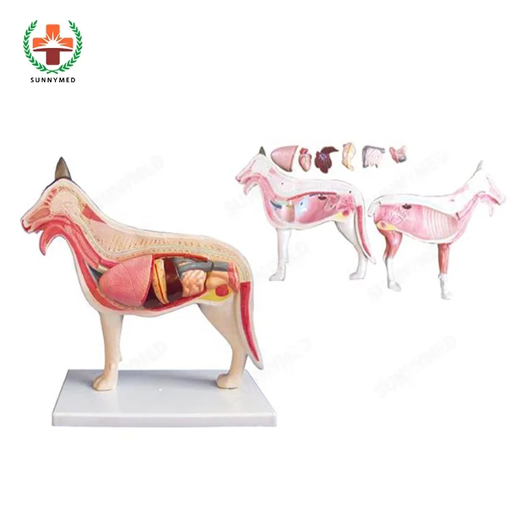 SUNNYMED SY-N033 Dog Horse Cow Poultry Muscular Model Domestic Animal Anatomical Model