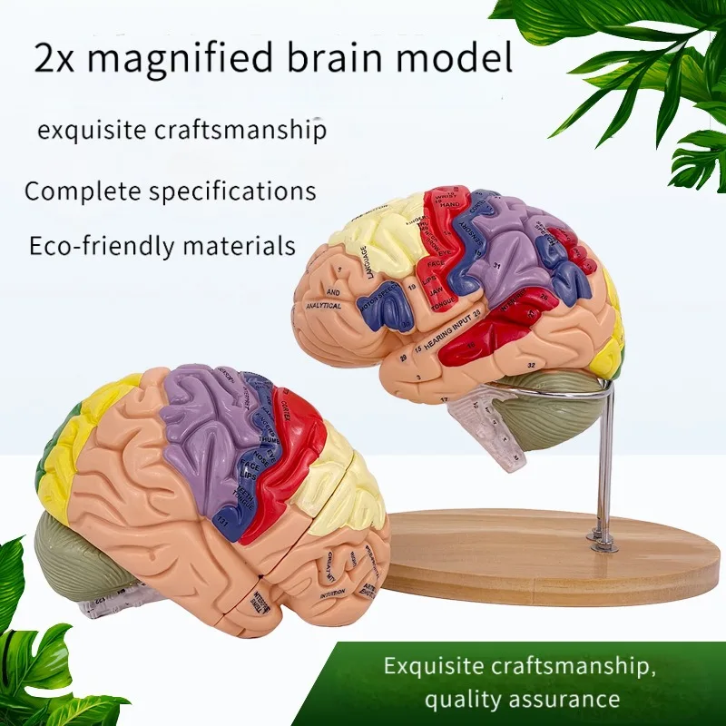 نموذج الدماغ البشري، نموذج تشريحي 4 أجزاء 2X موسع، وظيفة الدماغ مع القشرة المميزة لدراسة التدريس الطبي