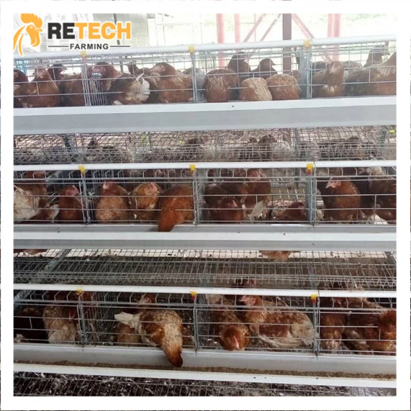 

Простая структура, курятник для птицы, 128 птиц, 10000 слоев, клетка для птиц, распродажа