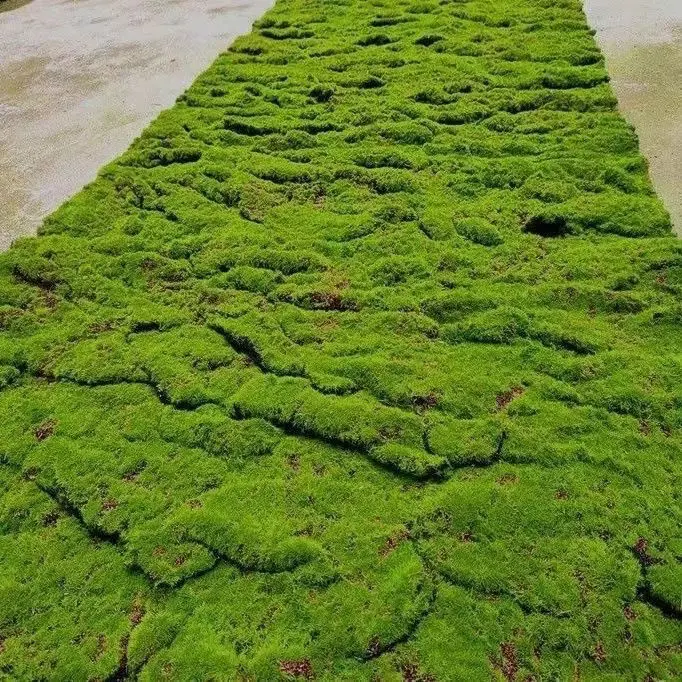 Simulated Moss Garden Decoration Moss Green Plants Lawn Photography Environment Decoration DIY Artificial Grass Flocking Factory