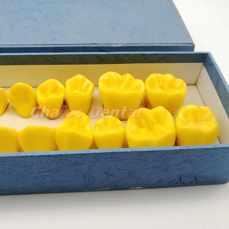 4x Standard Engraved Tooth Model Dental Carved Tooth Order Model Full Mouth Teeth Carving Sequence Guide Model Teaching Model