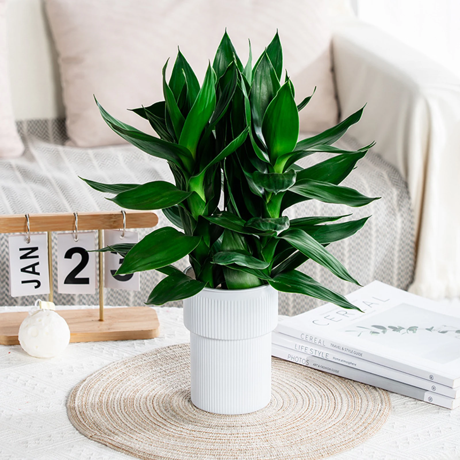 Hydroponic Green Plant Plastic Vase Large Capacity Creative Promote Healthy Growth Planter for Home Apartment Office Decor
