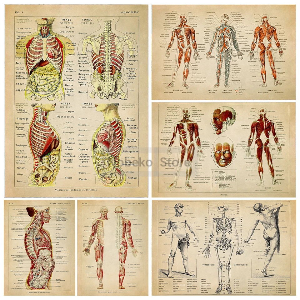 Human Anatomy Retro Poster Muscular Skeleton Chart Medical Anatomy Illustration Prints Canvas Wall Art Pictures Home Room Decor