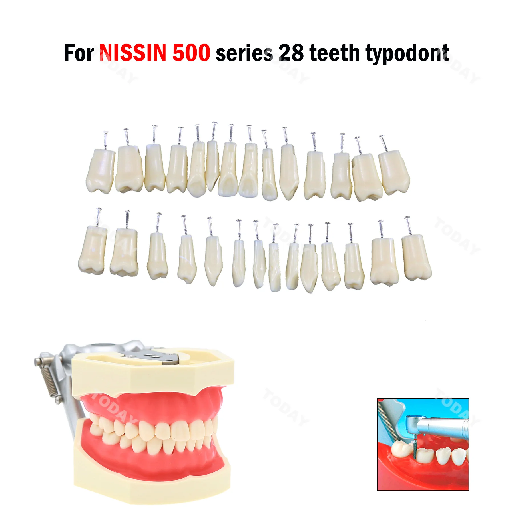 Dental Teeth Model Screw-in Replacement Teeth Compatible NISSIN 500 Type For Dentistry Preparation Training Teach Resin Material