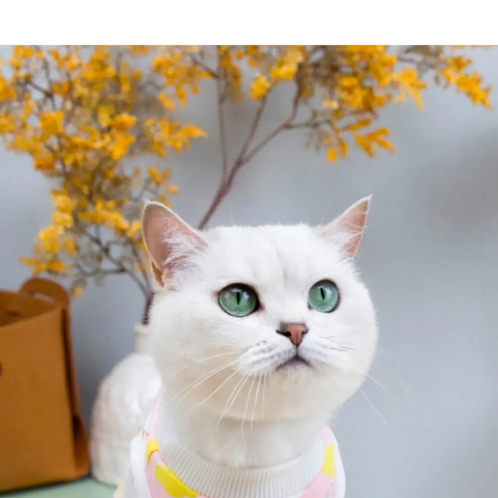 Cotton Cat Surgery Recovery Suit Four Legged Breathable Shirt Pet Protective Clothing Anti Licking For Wound Healing