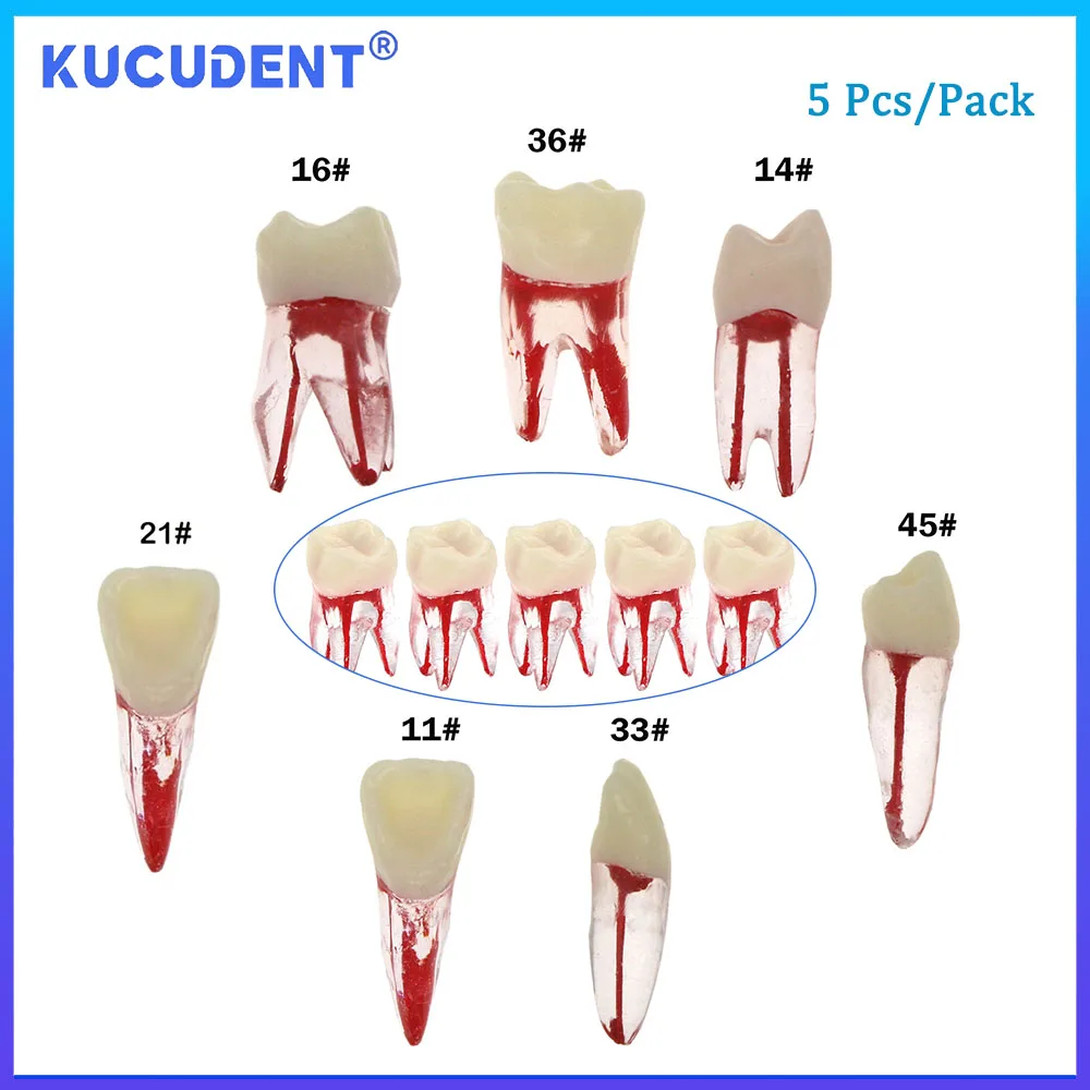 KUCUDENT 5 Pcs Dental Endo Teeth Endodontic Root Canal Practice Model Teeth Pulp Cavity Dentistry Teaching Student Study M8007