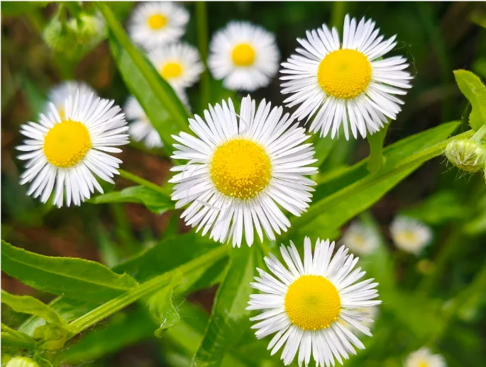 

Oversize s Women 2024 Bf Style Chic Harajuku Casual Korean Windbreaker Coats Zipper Streetwear Autumn Outerwear New