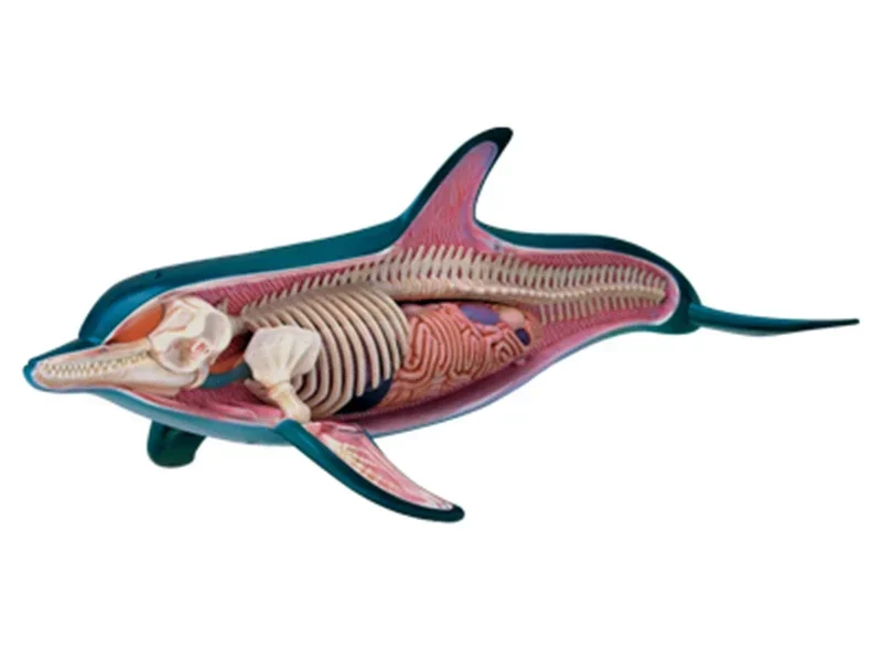 

puzzle assembly toy simulation animal biology dolphin organ anatomy medical teaching model