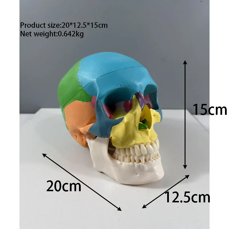 Life Size Colorful Human Skull Model Anatomical Anatomy Medical Teaching Skeleton Head Studying Teaching Supplies