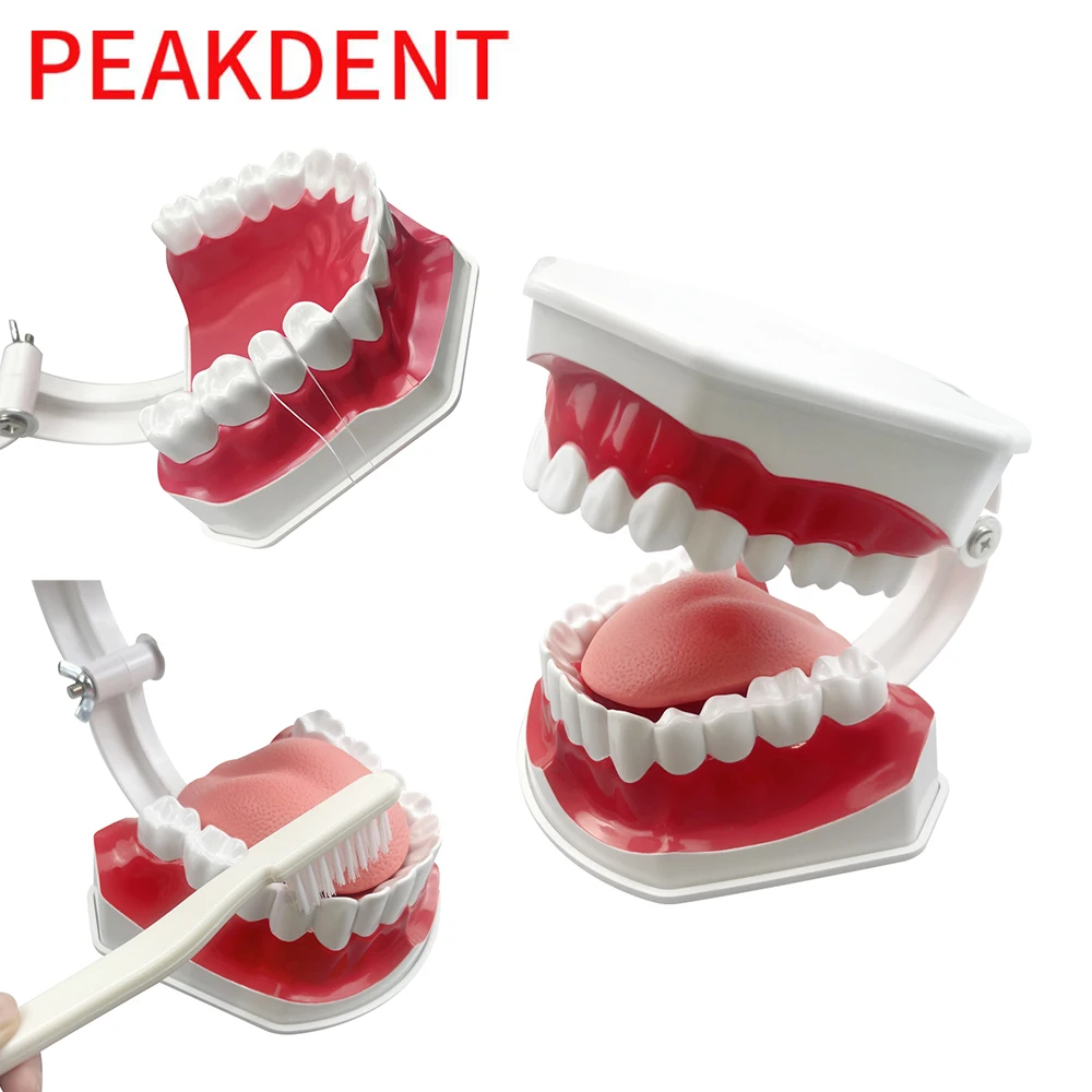 Standard Dental Model Brushing Teeth Education Teaching Study Model With TongueToothbrush Dental Clinic lab Demonstration Tools