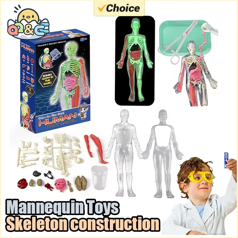 Menschliches Skelett Orgel Anatomie Biologisches Lehrmodell Aids Glow in the Dark Menschlicher Körper Montage Lernspielzeug für Kinder Geschenke
