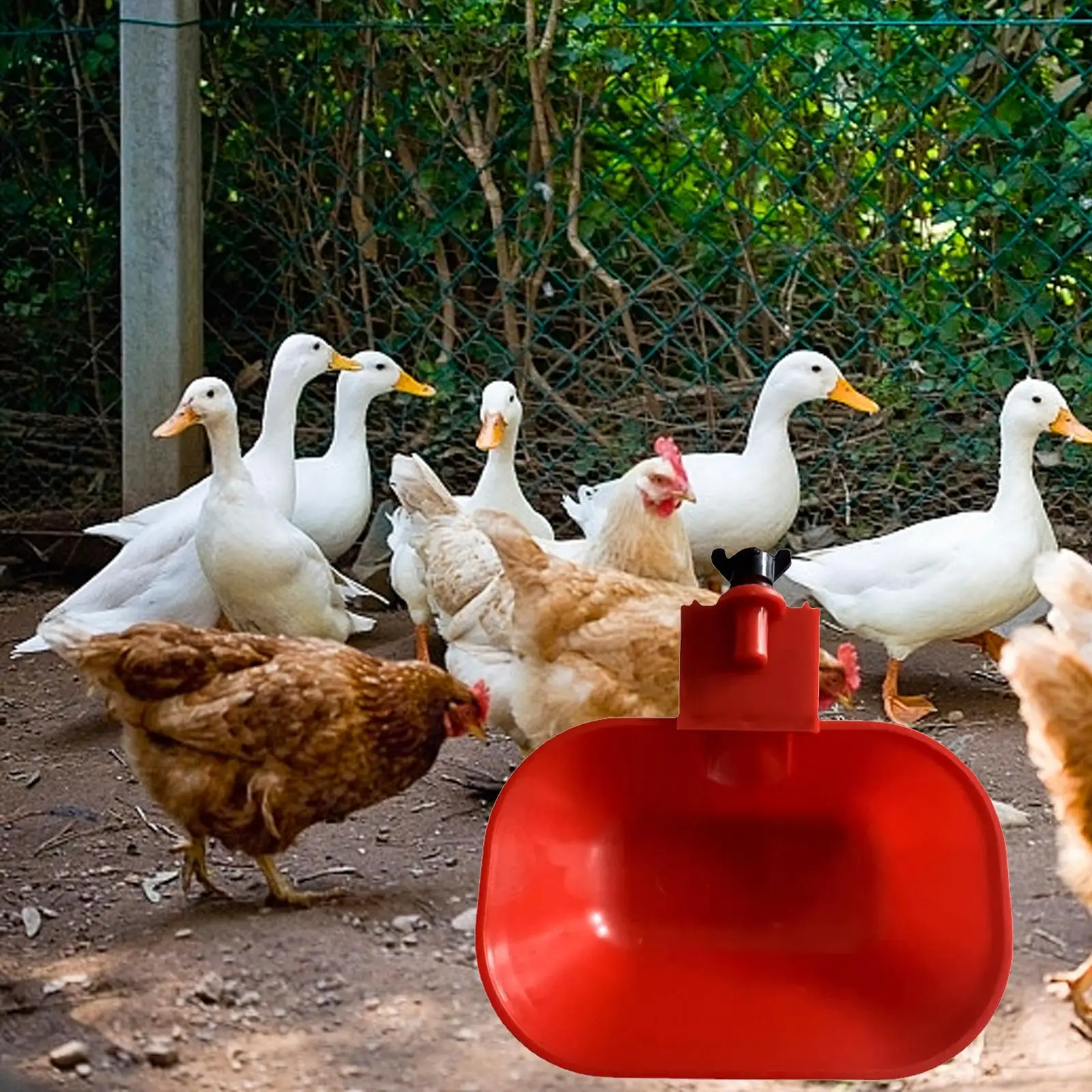 3/8inch Automatic Chicken Water Cup Waterer Bowl Poultry Drinking Bowl Auto Fill Feeder Drinker Bowl for Quail Geese Turkey Duck