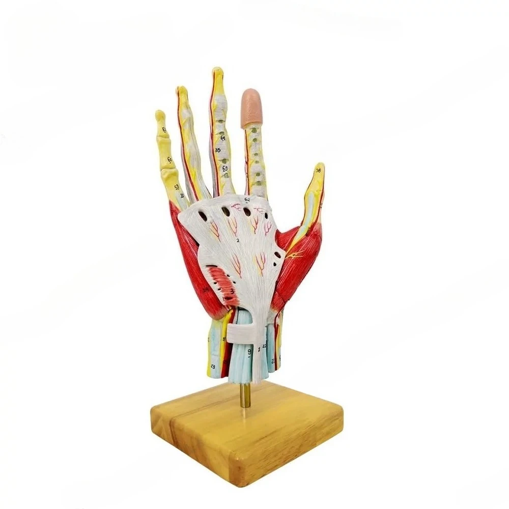 Hand Palm Local Anatomy Model, Minimally Invasive Surgery Teaching Model