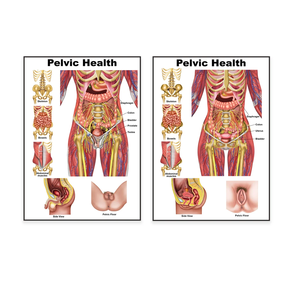 Pelvic health and pelvic floor anatomy diagram, skeleton, pelvic art, pelvic floor anatomy poster, anatomy art print