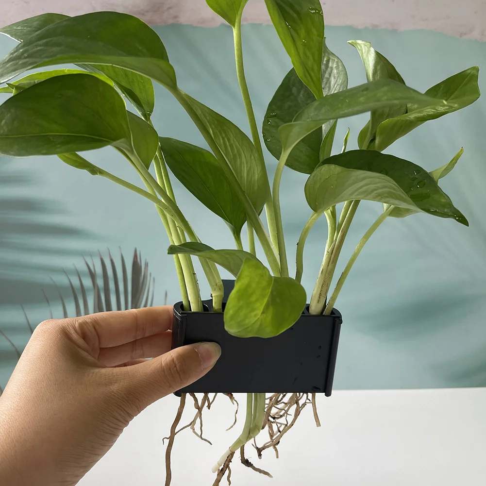 Thumbnail 3 - #77 Discounted Decorative Aquarium Plants Worth Buying