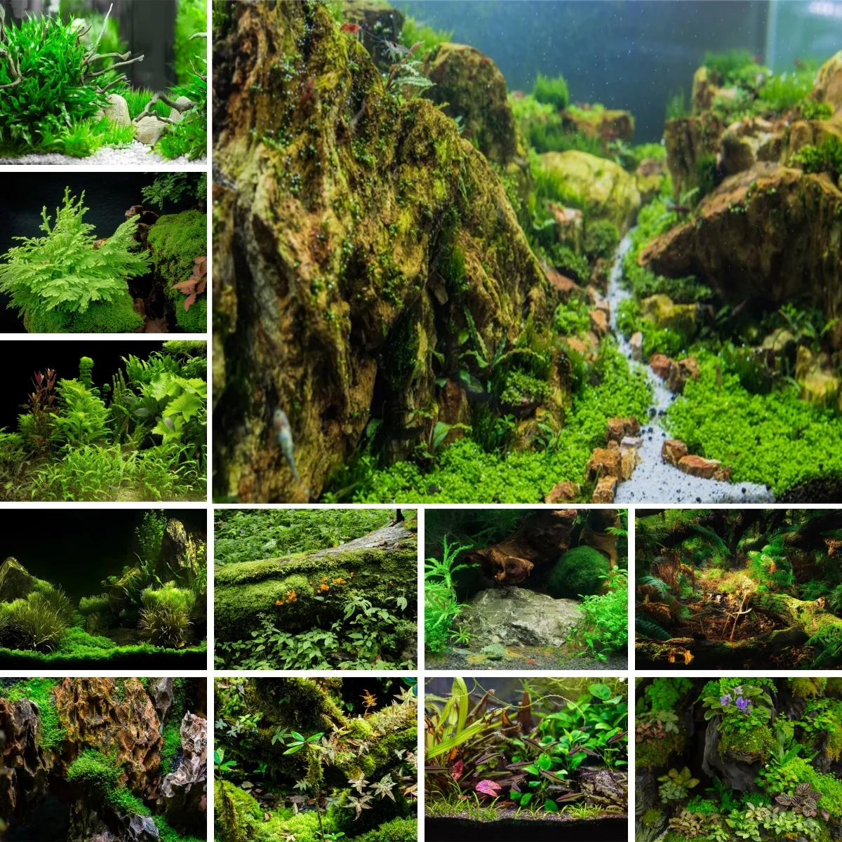 Planted Aquarium Photos - 인공 수족관 식물 장식 배경 사진