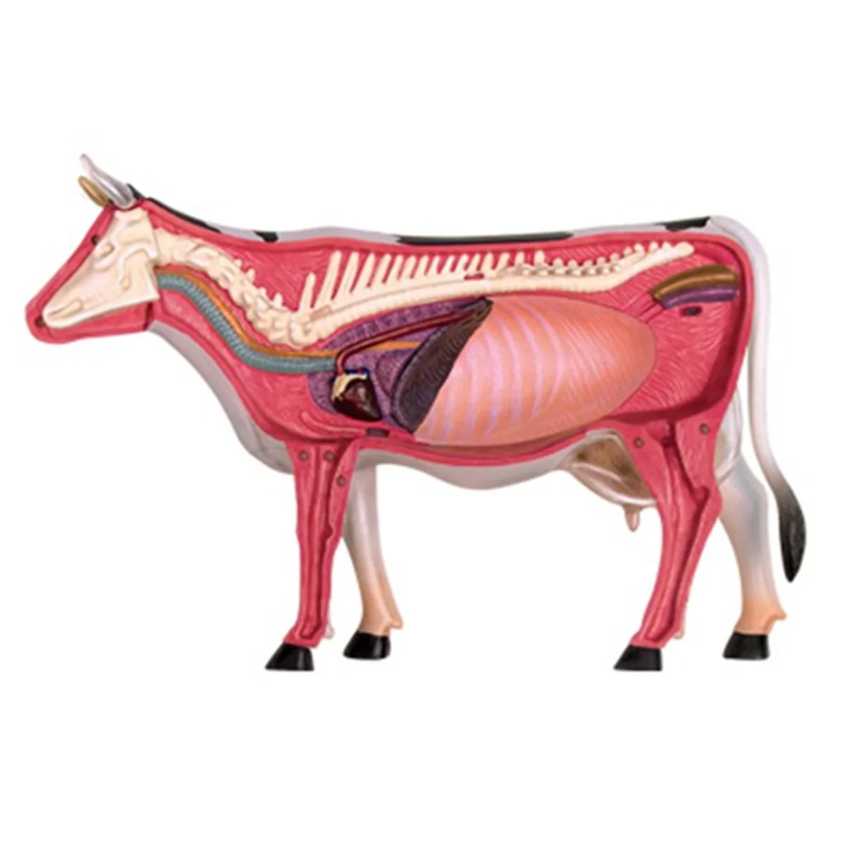 Gfc-modèle d'anatomie d'organe Animal 4D, jouet d'assemblage d'intelligence de vache, modèle d'enseignement d'anatomie, modèle Animal assemblé de vache