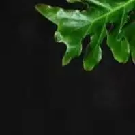 Coupe-frites manuel commercial en acier inoxydable pour la cuisine, trancheuse à pommes de terre, hachoir à fruits et légumes, robot culinaire pour frites