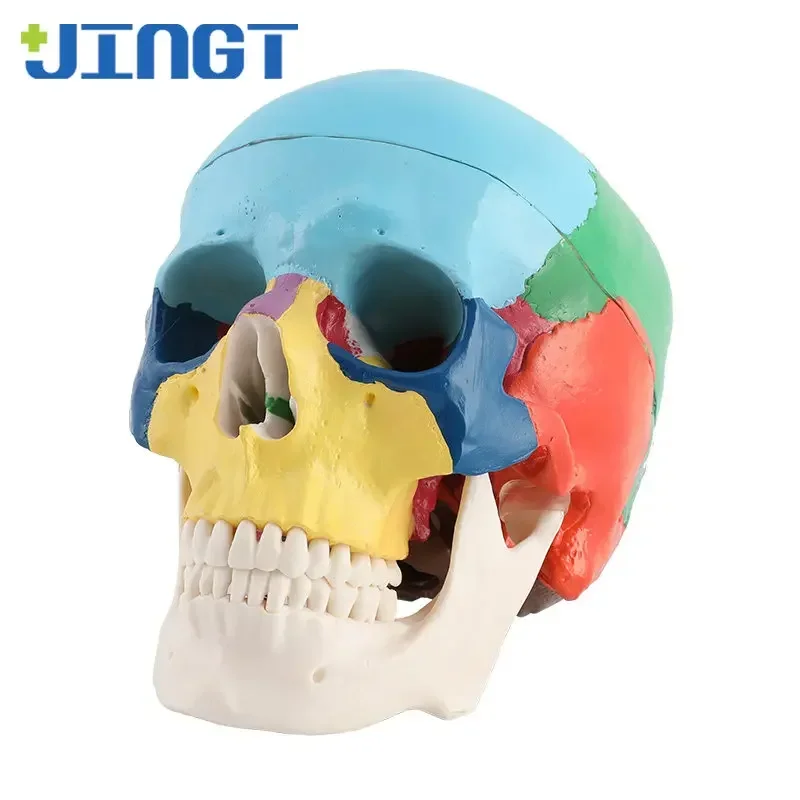 Dental Human Skull Model: Split-Head Design, Detachable and Colorful, Ideal for Dentistry Training and Educational Material