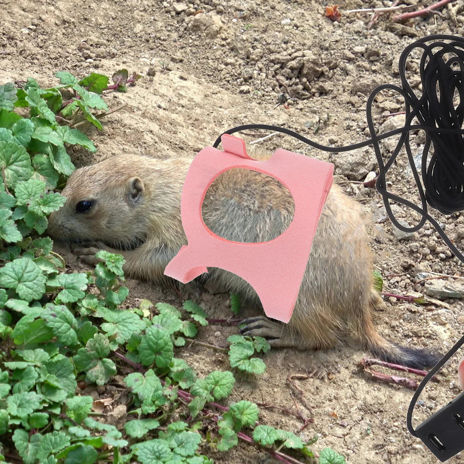 

Vest style Chest Harness Lightweight Flexible Durable Puppy Dog Small Animals Walking Rope Hamster Rabbit Squirrel Pet Leash Set