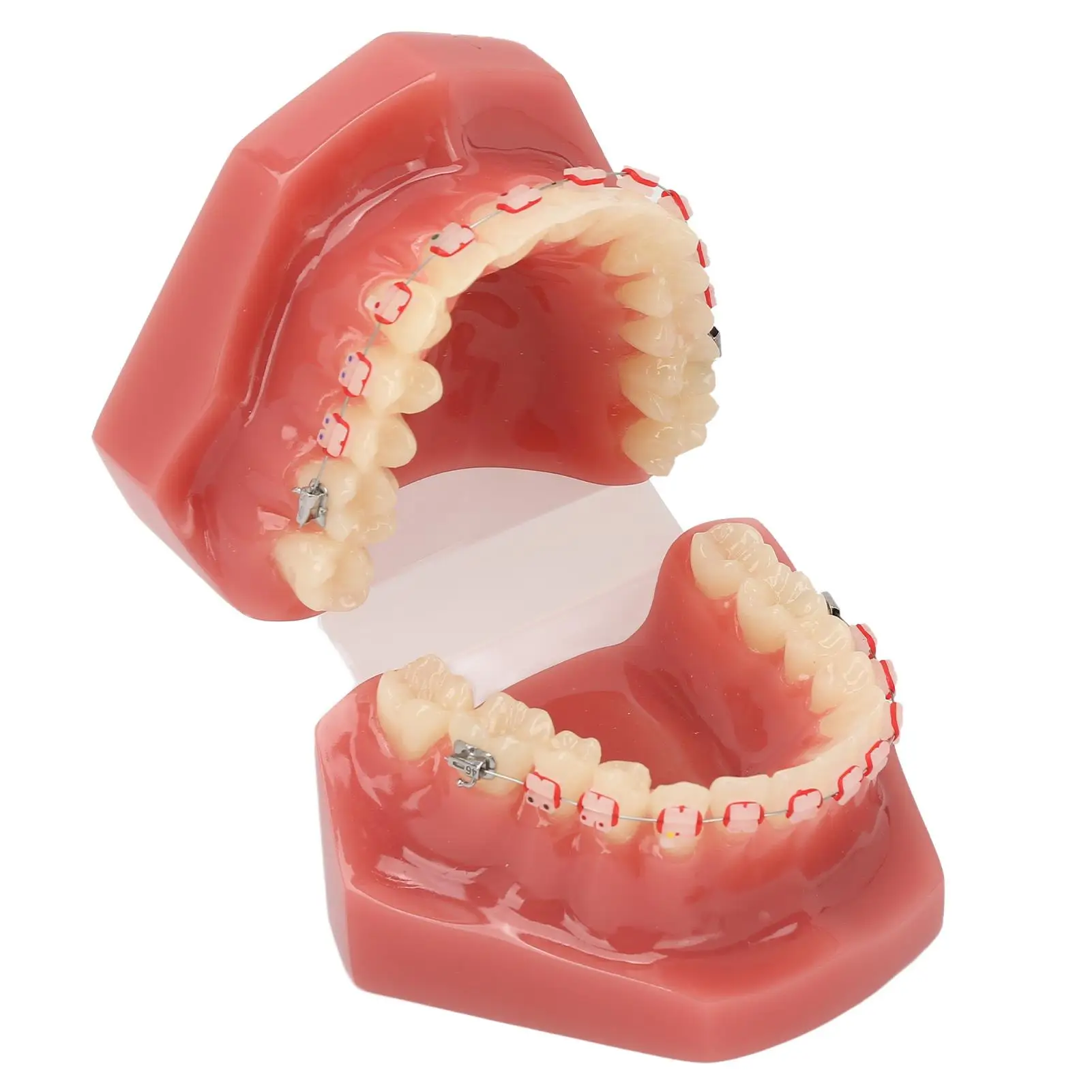 Portable Dental Orthodontic Model - Simulated Resin & Ceramic with Metal Wire for Clinics & for dentist Use