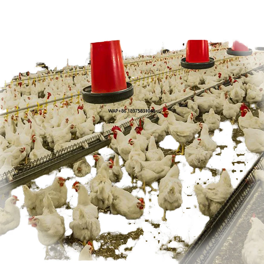 

Оптовые стальные машины для кормления животных, новое оборудование для кормления птиц, системы бройлеров, сельскохозяйственные принадлежности и инструменты для птицы