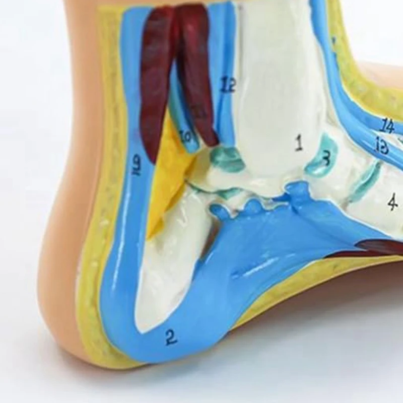 발 해부학 모델, 인체 해부학 발 모델, 일반 플랫 아치 발 모델, 인체 발 근육 모델, 평발 내구성 (일반)