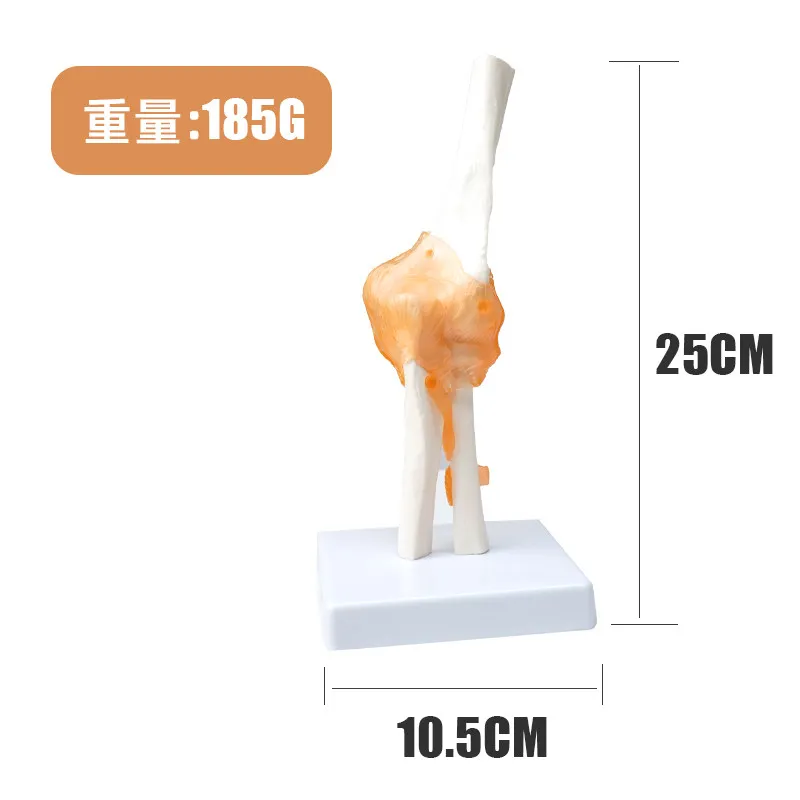 Human Elbow Joint Anatomy Model, Movable Skeleton with Radius Rotation, Orthopedic Rehab Teaching Tool