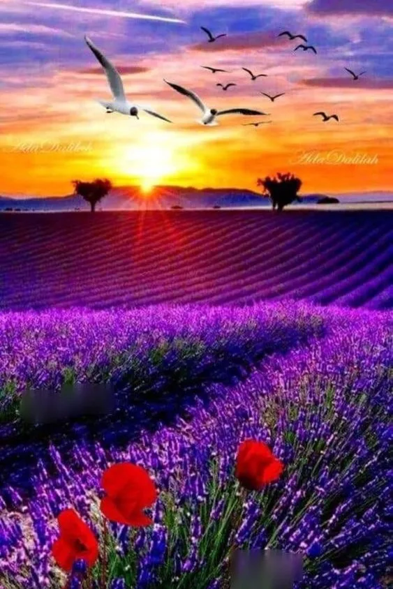 JMINE Div 5D Lavender flower field Bird Sunset Tree Full Diamond Painting cross stitch kits art scenic 3D paint by diamonds