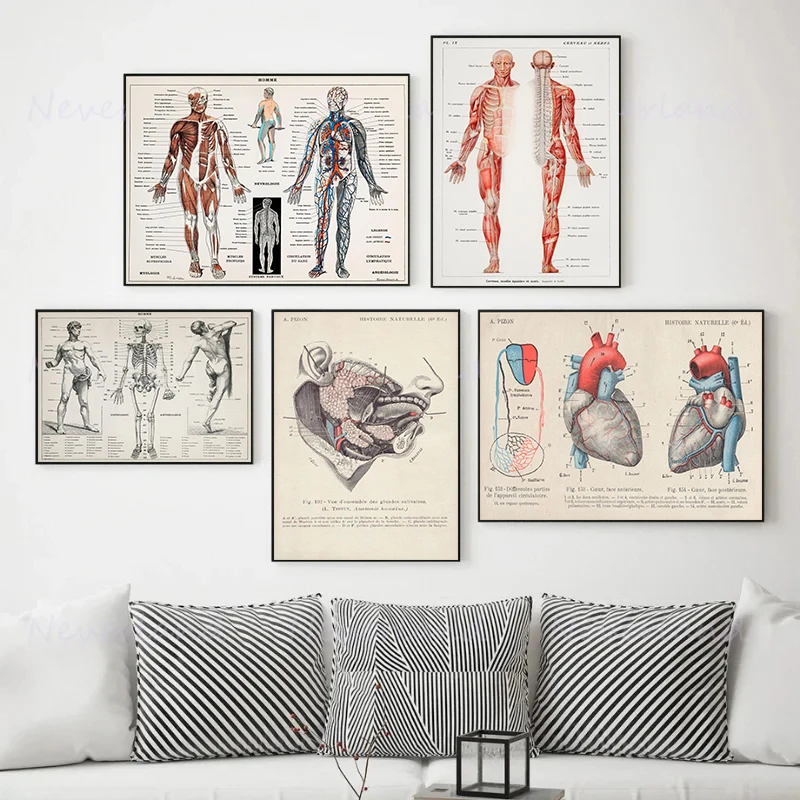 Human Body Anatomy Medicine Vintage Posters and Prints Canvas Printing Wall Art Picture for Hospital Medical Office Decor