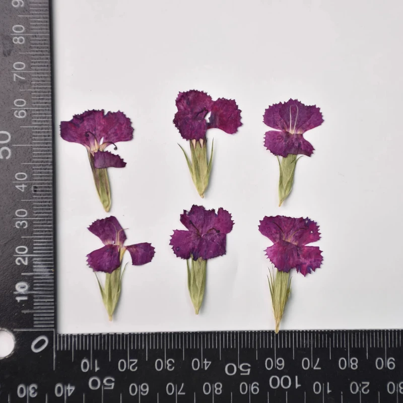24 Stück/2–3 cm, Natur Nelke getrocknete Blume geprägte Akazie Pflaume echte Blume dekorative Fotorahmen DIY Epoxid Schmuck Blütenblatt Make-up – Detail 10