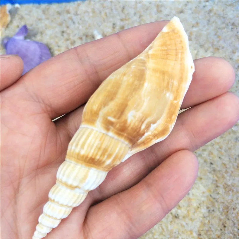 Conomurex persicus Ax Snail Natural Shell, Raw Material, Mediterranean Fish Tank, Landscaping Conch, 6-9cm