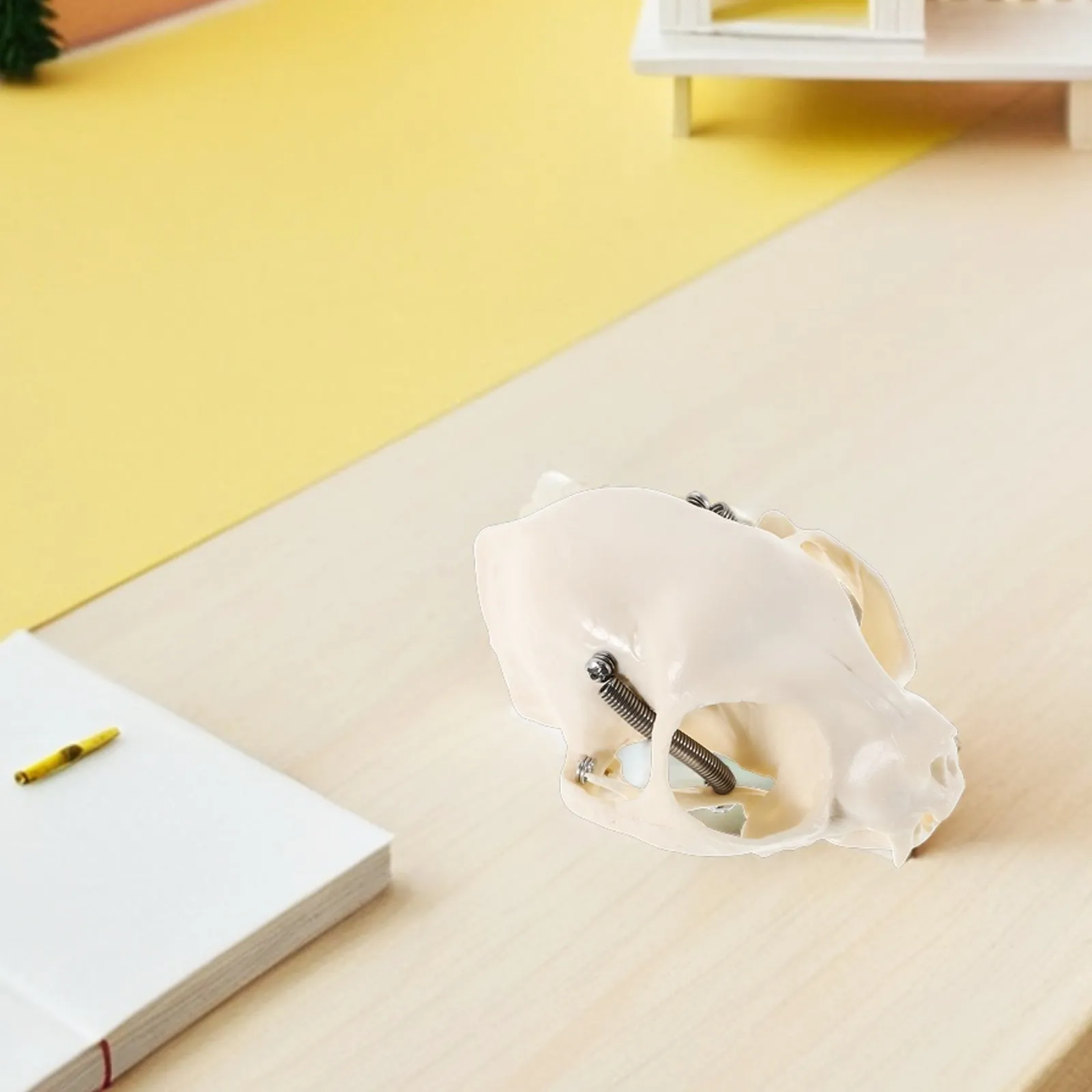 

Cat Skull Anatomical Detailed Educational Display for Classroom Study Home Decor Halloween Prop Fish Tank Ornament