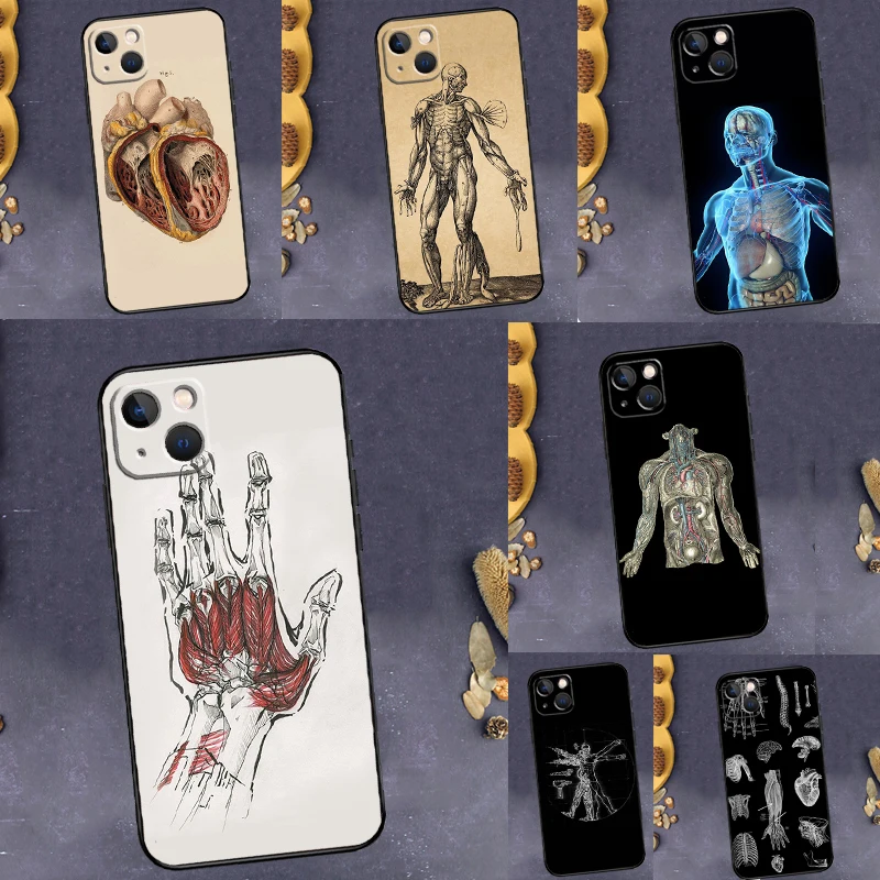 Human Anatomy Case … - image