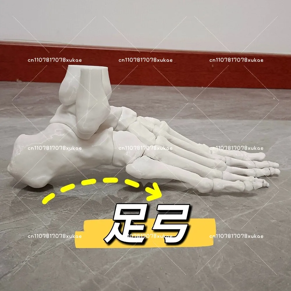 Magnetic Dynamic Ankle Foot Model Foot Teaching Tool Arch Practical Rehabilitation Joint Toe Loosening Demonstration Movable