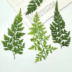 60pcs Pressed Dried Pteris Cretica L. Leaves Plant Herbarium For Jewelry Postcard Invitation Card Phone Case Bookmark DIY