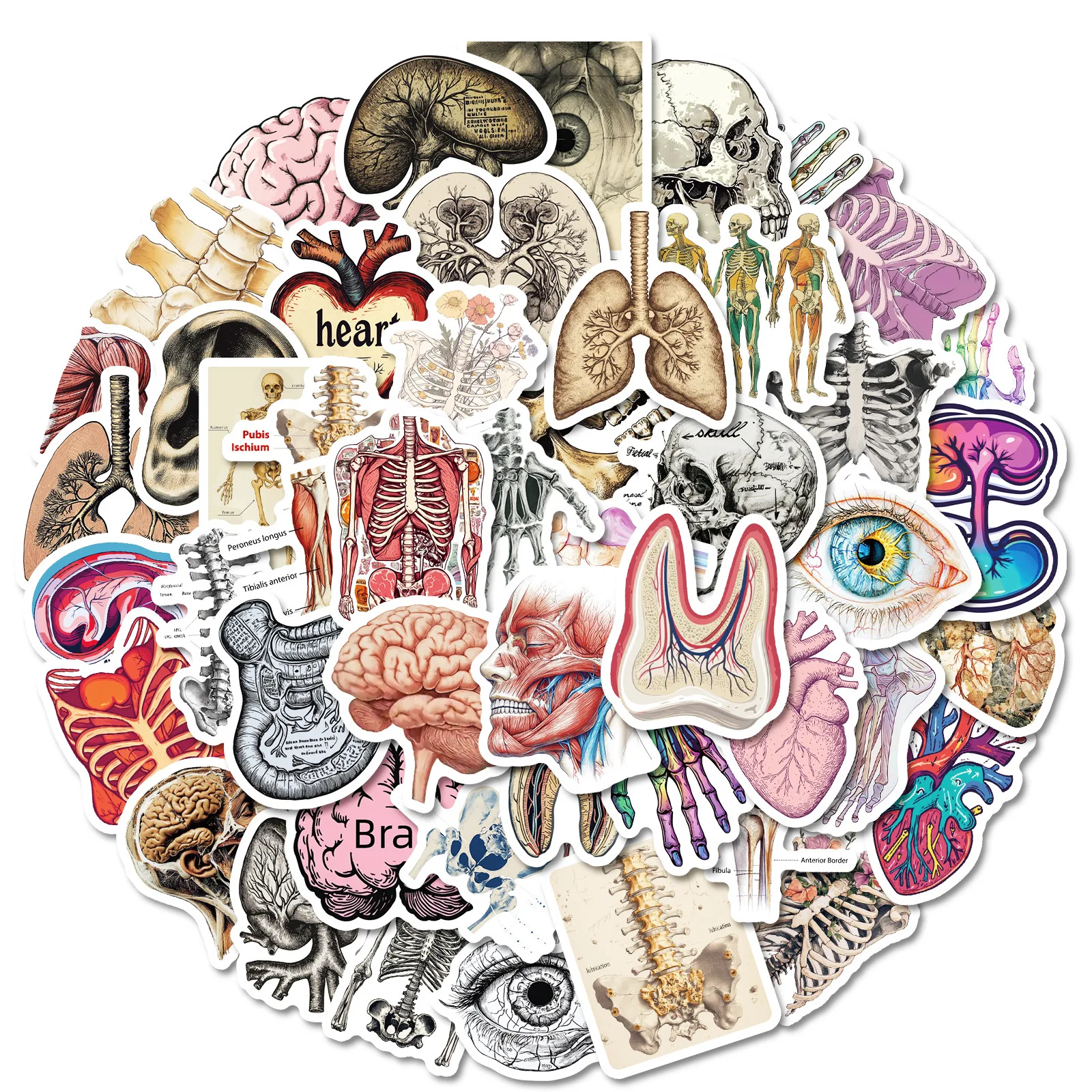 

10/50PCS Human Organs Graffiti Stickers Disassembly Diagram Cartoon Biology DIY Fridge Luggage Laptop Guitar Bike Sticker Toy