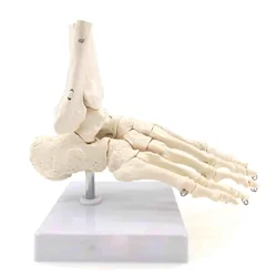 PVC Foot and Ankle Joint Functional Anatomical Skeleton Model Medical Display Teaching School Life Size