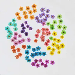 60pcs Mini Pressed Dried Absorbed Cherry Blossoms Flower Plant Herbarium For Epoxy Resin Jewelry Bookmark Postcard Nailart Craft