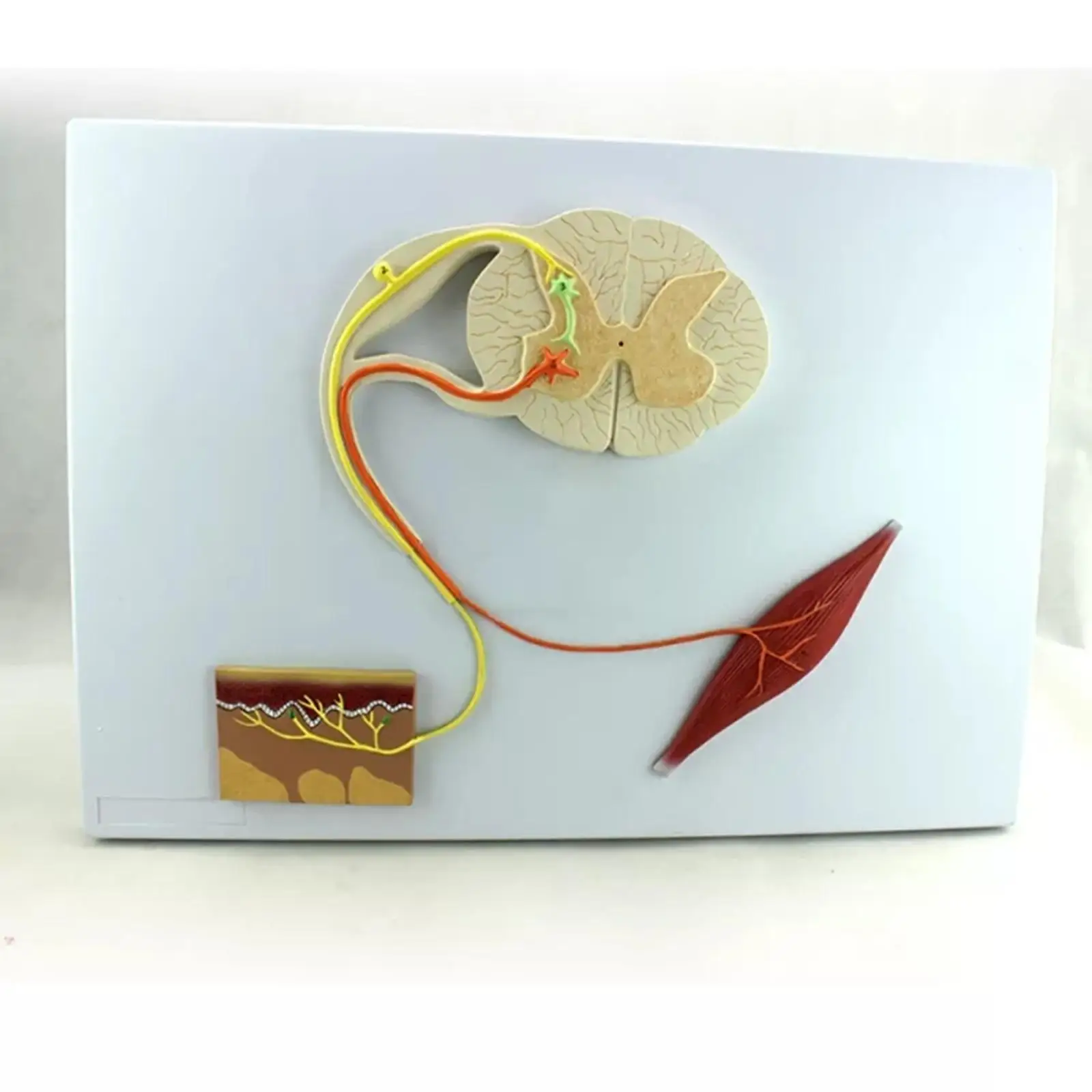 PVC Conditioned Reflex Mechanism Reflex Arc Model Medical Teaching Models