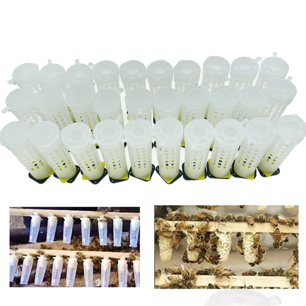 

30PCS Beekeeping Plastic Cover Cage For Sealed Virgin Queen Cells Protection Anti Spado Bite Apis Mellifera Newborn Bee Tools