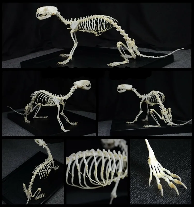 A Complete Set of Unassembled Real Mink Skeletons, Real Animal Bones, Taxidermy