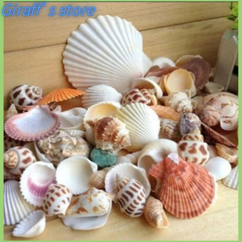 100g/bag Mixed Sea Beach Shells Crafts Seashells Aquarium Decor Photo Props shell coquillage home decoration accessories