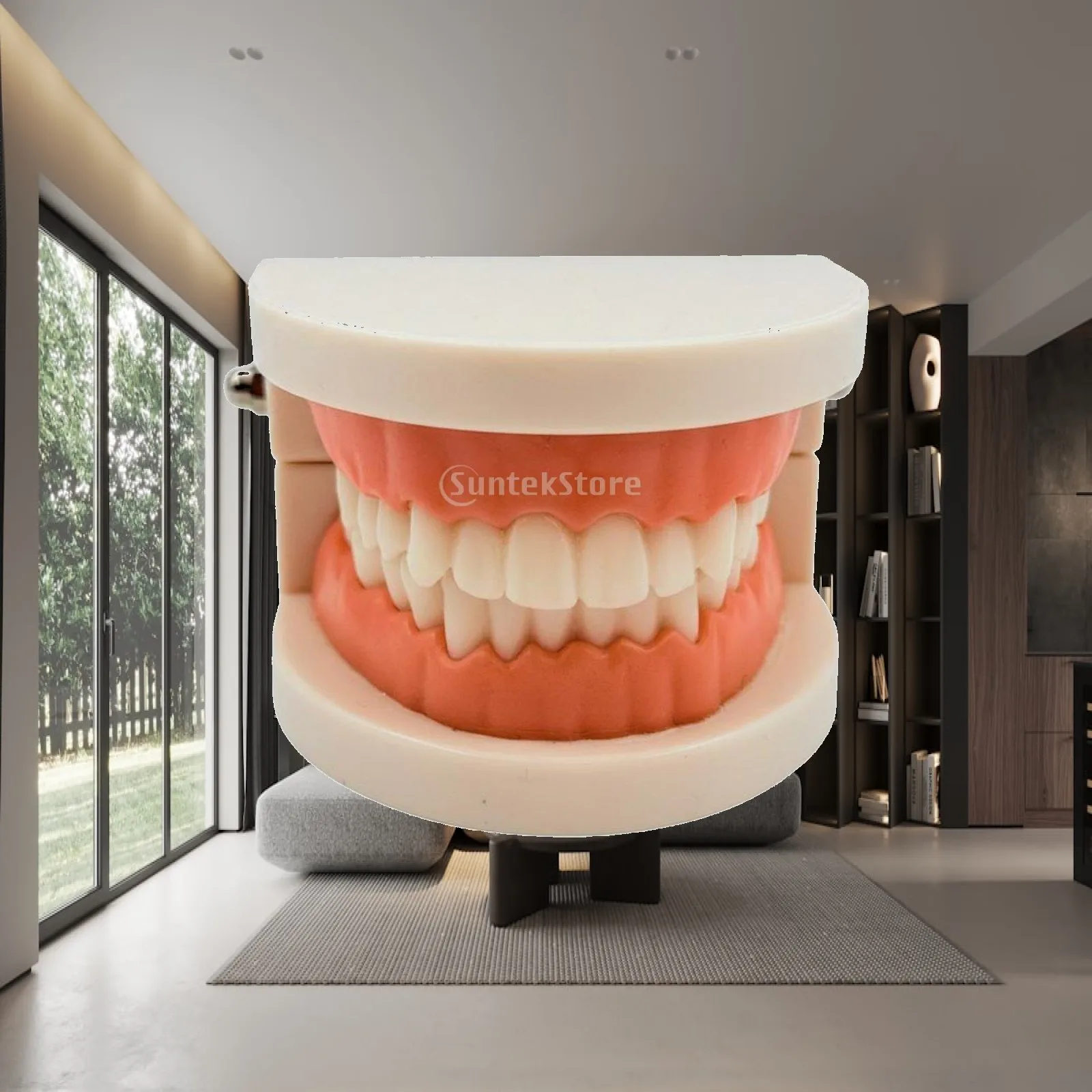 Oral Model Jaw Demonstration Model Lightweight and Portable Teaching Aid for Young Children, Oral Students, Classroom, Home