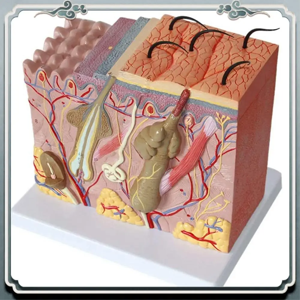 

Premium Skin Model 50X Enlarged Anatomical Skin Model Anatomy Three-Dimensional Skin Model For Classroom Study Display Teaching