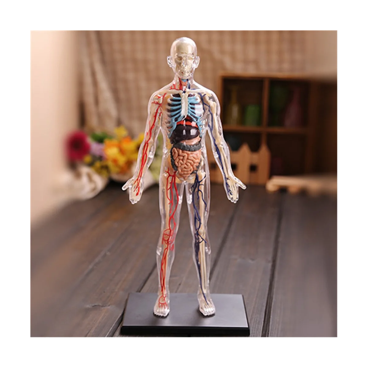 Medical-Torso Human Body Model Education Internal Organs Model for Student Teaching Study Transparent Assembling Model