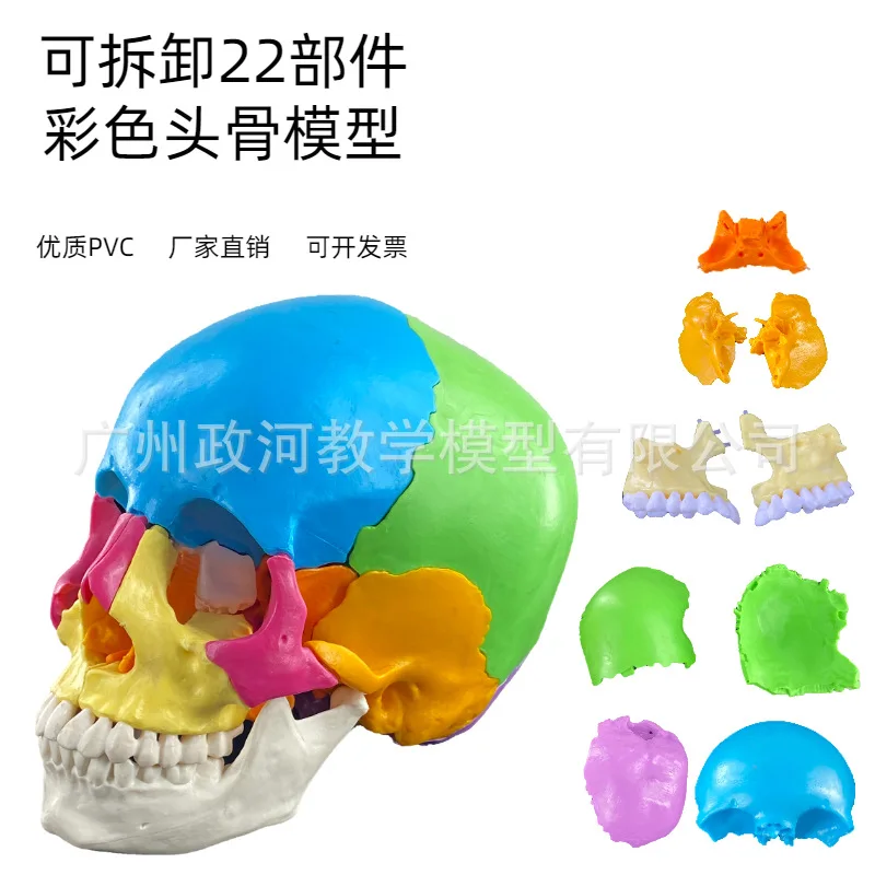 Human Skull Coloring Model, Colored Skull Sexual Separation Model with Cervical Spine Coloring To Distinguish 22 Areas